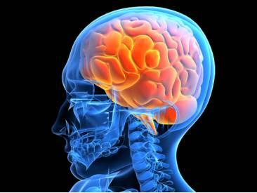 Американские учёные разработали метод ультразвуковой диагностики сотрясения мозга